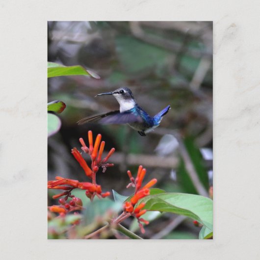Kolibri im Flug und rote Blumen Postkarte (Vorderseite)