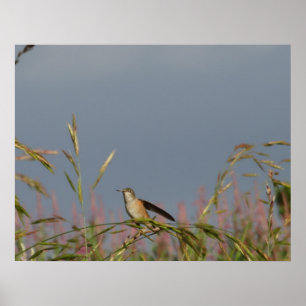 Kolibri in Gräsern   Blauer Himmel Benutzerdefinie Poster