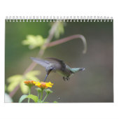 Kolibri-Jahr 'rund Kalender (Titelbild)