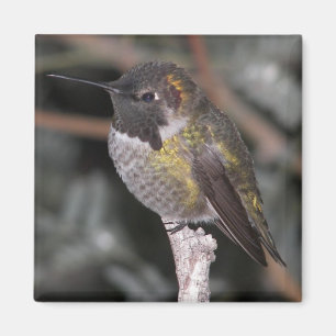 Kolibri Magnet
