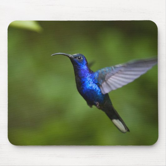 KOLIBRI-MAUSUNTERLAGE MOUSEPAD (Vorne)