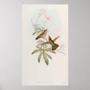 Kolibri mit violettem Schwanz von John Gould Poster