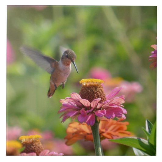 Kolibri mit Zinnias Fliese (Vorderseite)