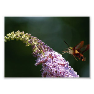 Kolibri-Motte photographischer Druck 7 x 5