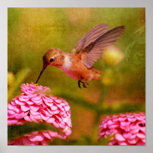 Kolibri Poster