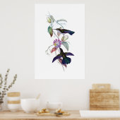 Kolibri Poster (Küche)