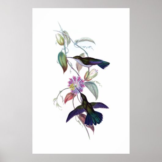 Kolibri Poster (Vorne)