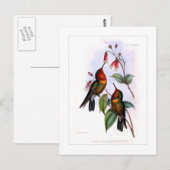 Kolibri Postkarte (Vorne/Hinten)