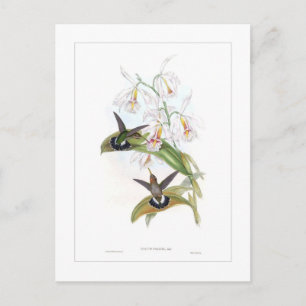 Kolibri Postkarte