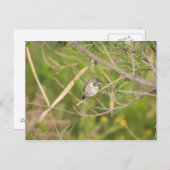 Kolibri Postkarte (Vorne/Hinten)