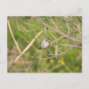 Kolibri Postkarte