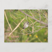 Kolibri Postkarte (Vorderseite)