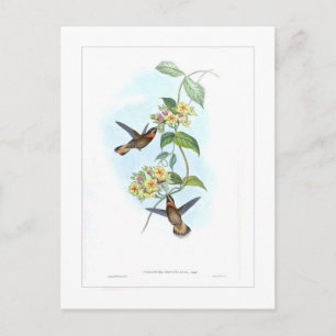 Kolibri Postkarte