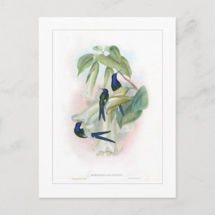 Kolibri Postkarte