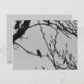 Kolibri-Postkarte Postkarte (Vorne/Hinten)