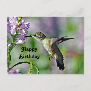 Kolibri Rosa Florale Tierfoto Geburtstag Postkarte