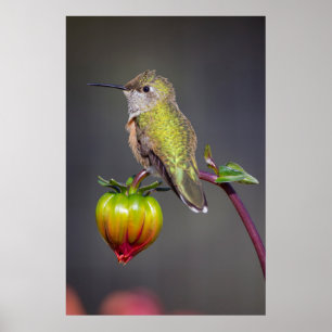 Kolibri ruht auf Blütenknospe Poster