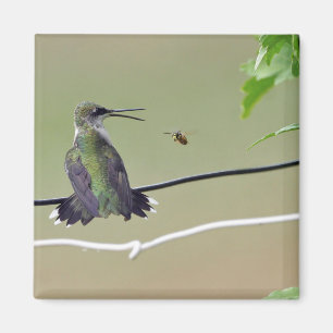 Kolibri-u. Honig-Biene Magnet