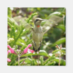 Kolibri u. Maraschino Magnet