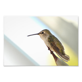 Kolibri und Agave Fotodruck