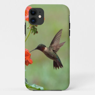 Kolibri und Blumen Case-Mate iPhone Hülle