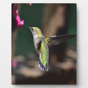 Kolibri und Salvia-Blüte Fotoplatte