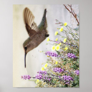 Kolibri und Wildblumen Digitale Kunst Poster