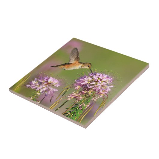 Kolibri und Wildblumen Fliese (Seite)