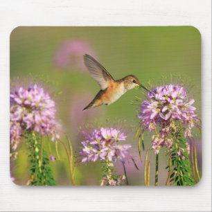 Kolibri und Wildblumen Mousepad