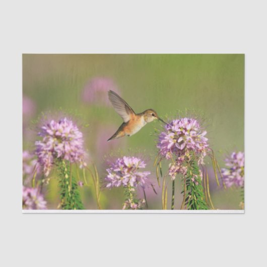Kolibri und Wildblumen Seidenpapier (Vorderseite)