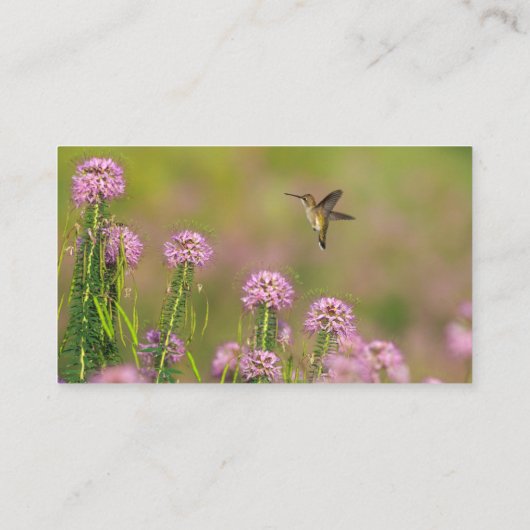 Kolibri Visitenkarte (Rückseite)