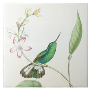 Kolibri-Vogel-Blumen-Blumentier-Tiere Fliese
