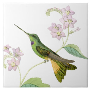 Kolibri-Vogel-Blumen-Blumentier-Tiere Fliese