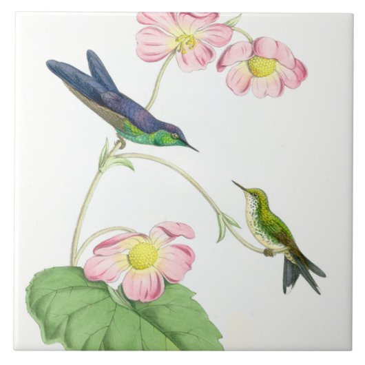 Kolibri-Vogel-Blumen-Blumentier-Tiere Fliese (Vorderseite)