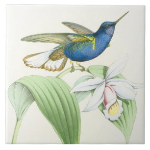 Kolibri Vögel Blumen Floral Wildtiere Tiere Fliese