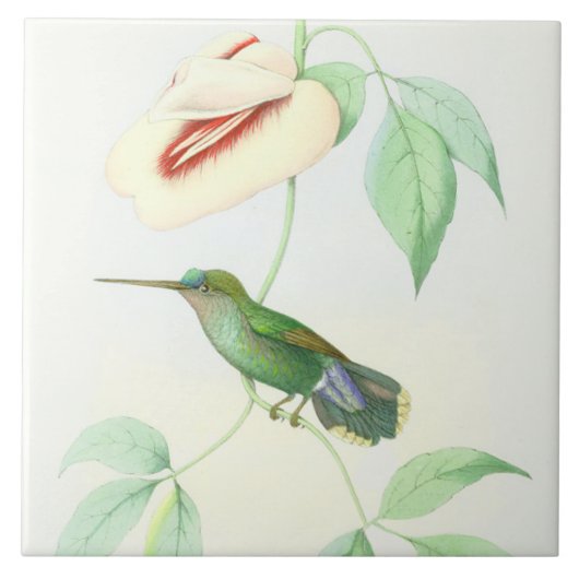 Kolibri-Vogel-Tier-Blumen-Blumentiere Fliese (Vorderseite)