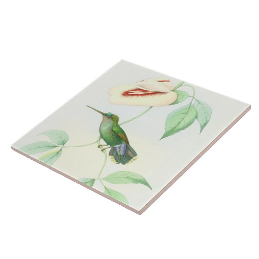 Kolibri-Vogel-Tier-Blumen-Blumentiere Fliese (Seite)