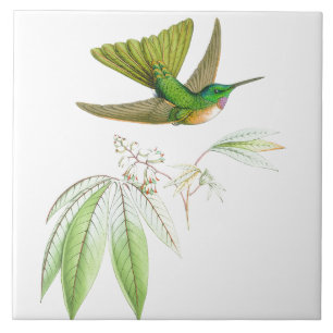 Kolibri-Vogel-Tier-Blumen-Blumentiere Fliese