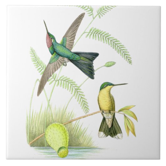 Kolibri-Vogel-Tier-Blumen-Blumentiere Fliese (Vorderseite)