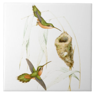Kolibri Vögel Wildtiere Tiere Nest Fliese