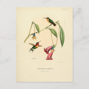 Kolibri, Vogelillustration, Vogelkunst, Vintage Postkarte