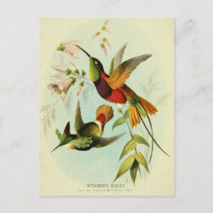 Kolibri, Vogelillustration, Vogelkunst, Vintage Postkarte