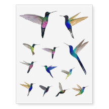 Kolibri vorübergehend