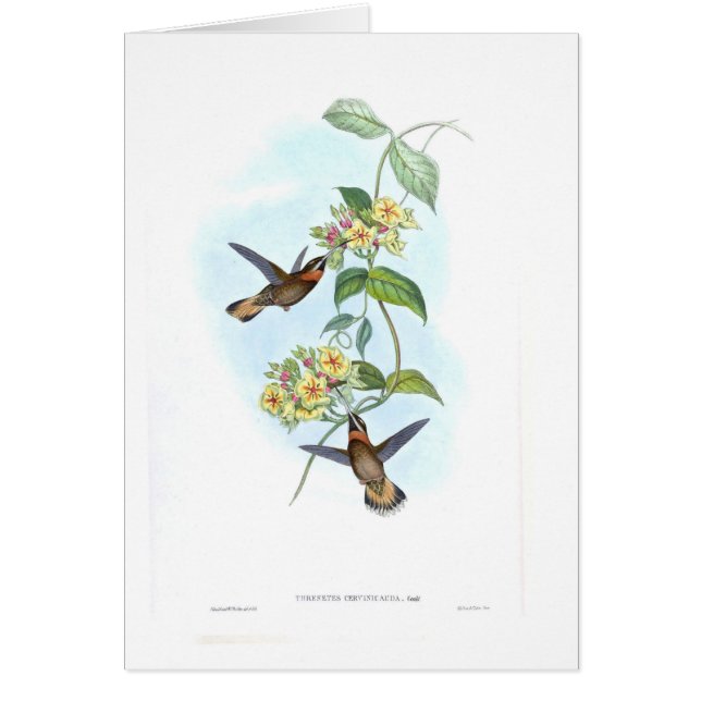Kolibris (Vorne)