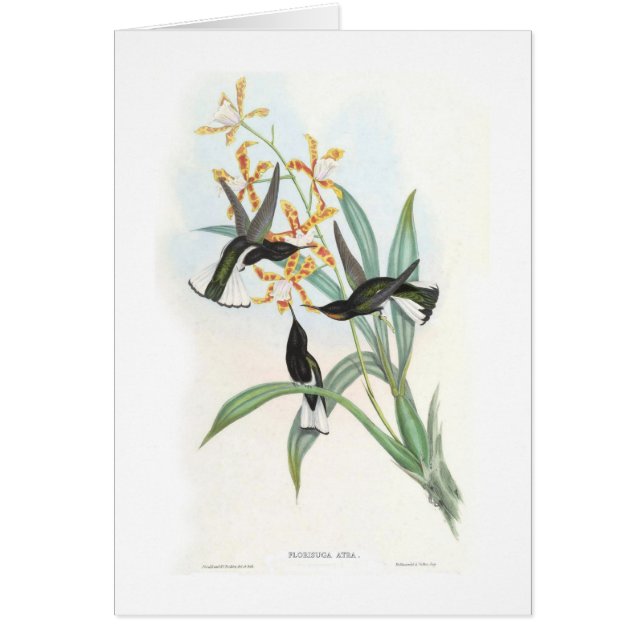 Kolibris (Vorne)