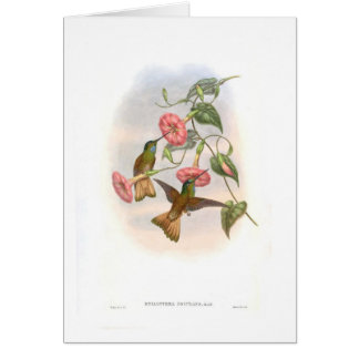 Kolibris