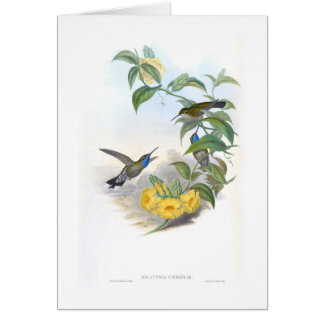 Kolibris