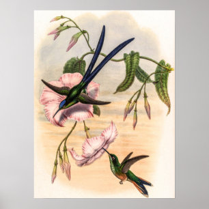 Kolibris der Vintage-Zeit von John Gould Poster