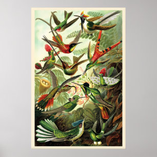 Kolibris Ernst Haeckel Vintage-Illustration Poster