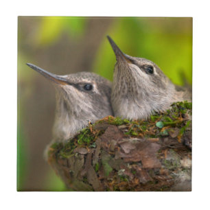 Kolibris im Babyalter Fliese